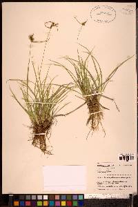 Carex flava image