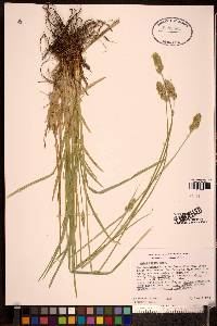 Carex fracta image