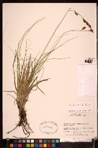 Carex franklinii image