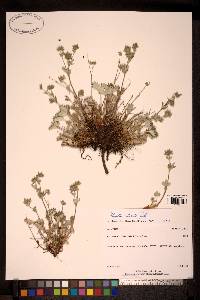 Potentilla villosula image