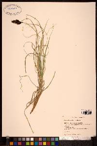 Carex sabulosa image