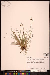 Carex magellanica image