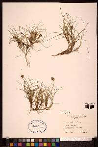 Carex maritima image