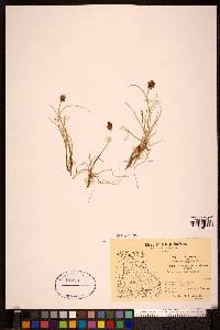 Carex maritima image