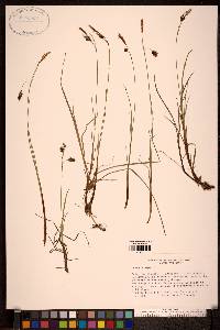 Carex limosa image