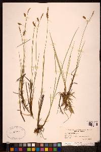 Carex limosa image