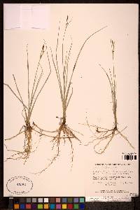 Carex livida image