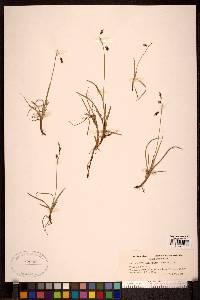 Carex rariflora image