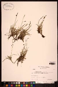 Carex rariflora image