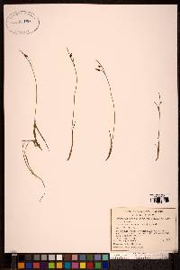 Carex rariflora image