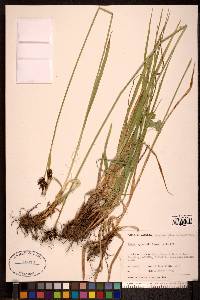 Carex raynoldsii image