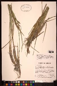 Carex recta image