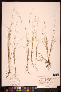 Carex lapponica image