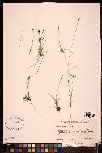 Carex gynocrates image