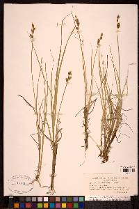 Carex mackenziei image