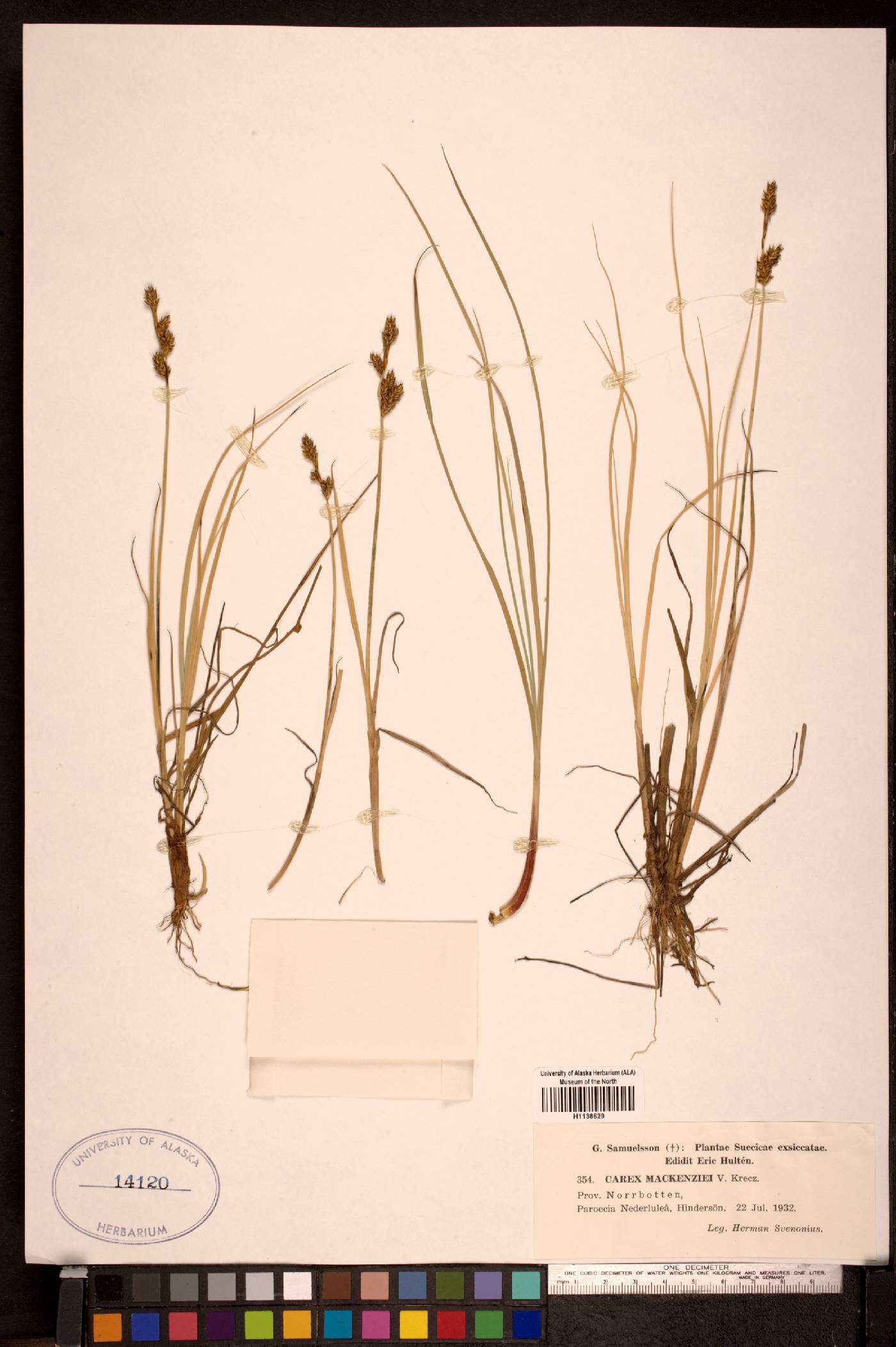 Carex mackenziei image