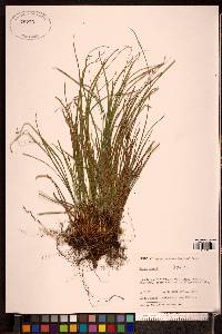 Carex geyeri image