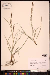 Carex glauca image