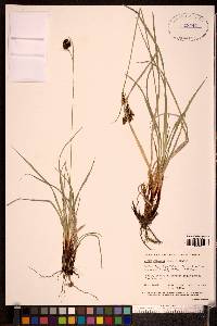 Carex gmelinii image