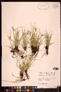 Carex flava image