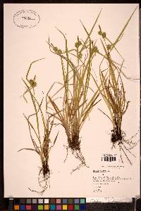 Carex flava image