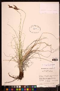 Carex franklinii image