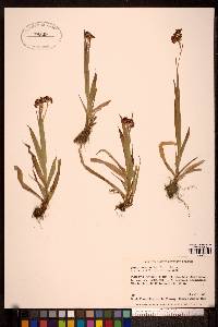 Luzula parviflora image