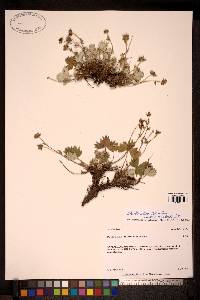 Potentilla villosa image