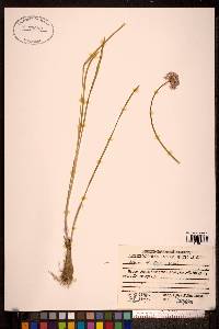 Allium strictum image