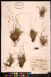 Carex capillaris subsp. fuscidula image