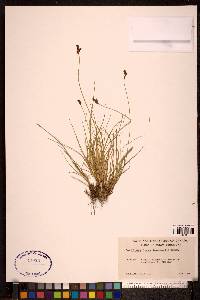 Carex lachenalii image