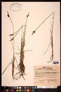 Carex rariflora image