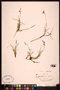 Carex rariflora image