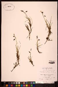 Carex rariflora image