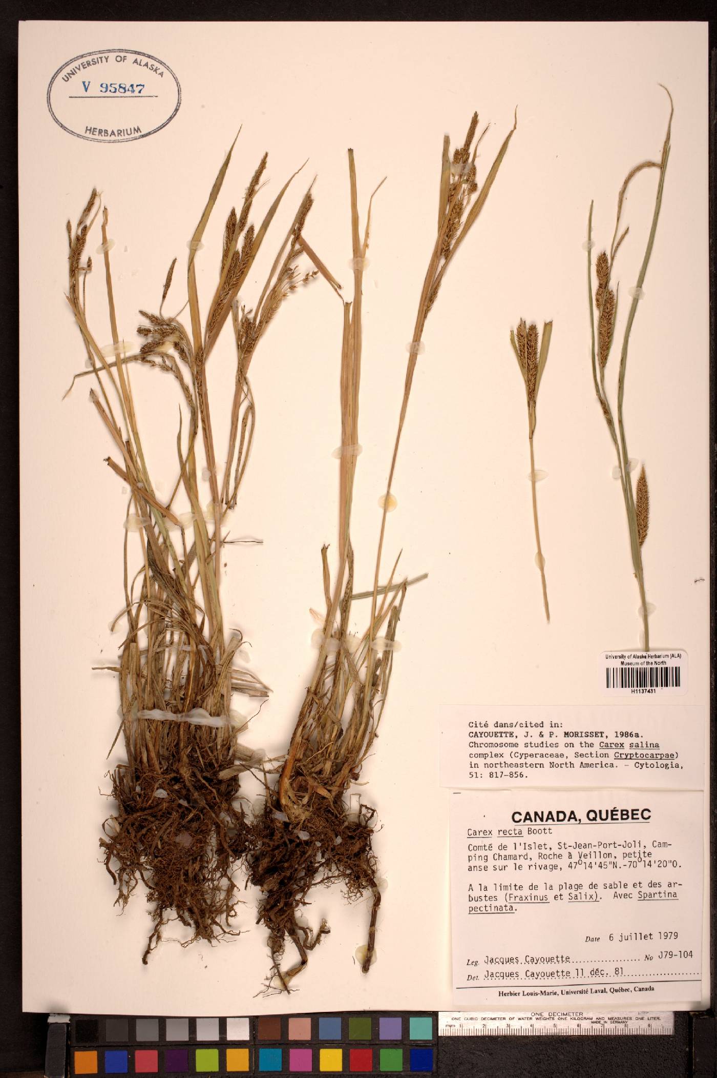 Carex recta image