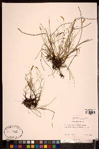 Carex glareosa image