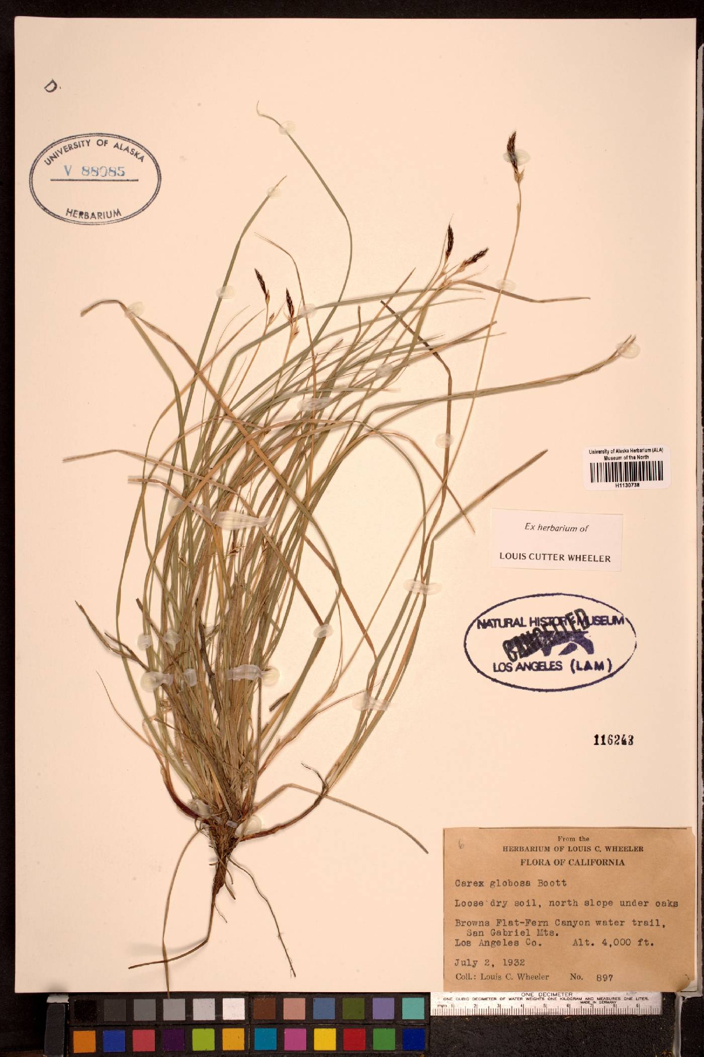 Carex globosa image