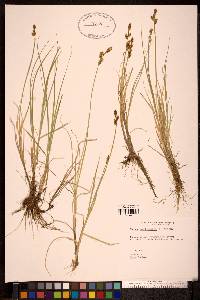 Carex mackenziei image