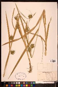 Carex folliculata image