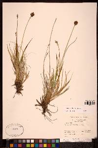 Carex macloviana image