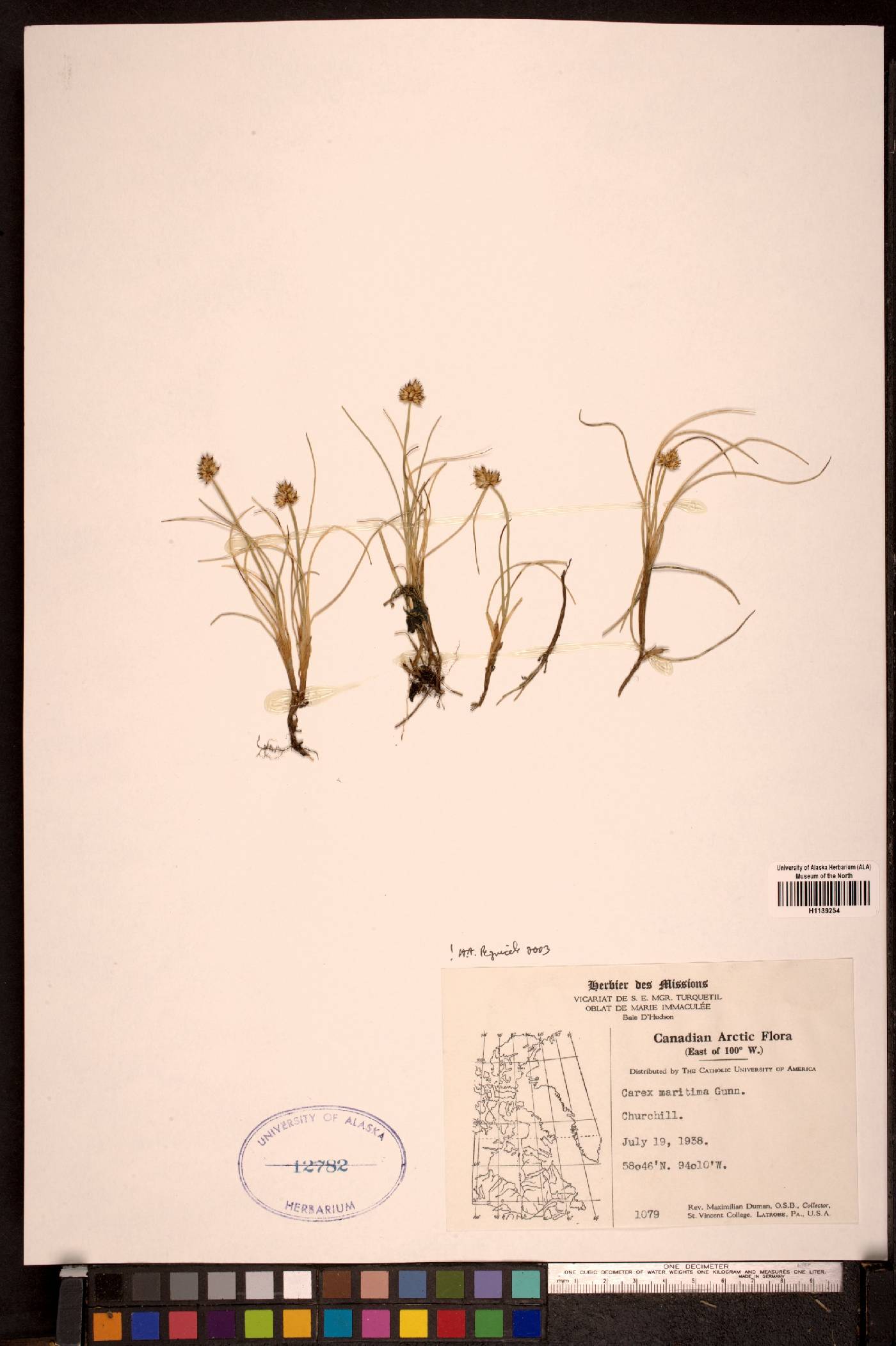 Carex maritima image