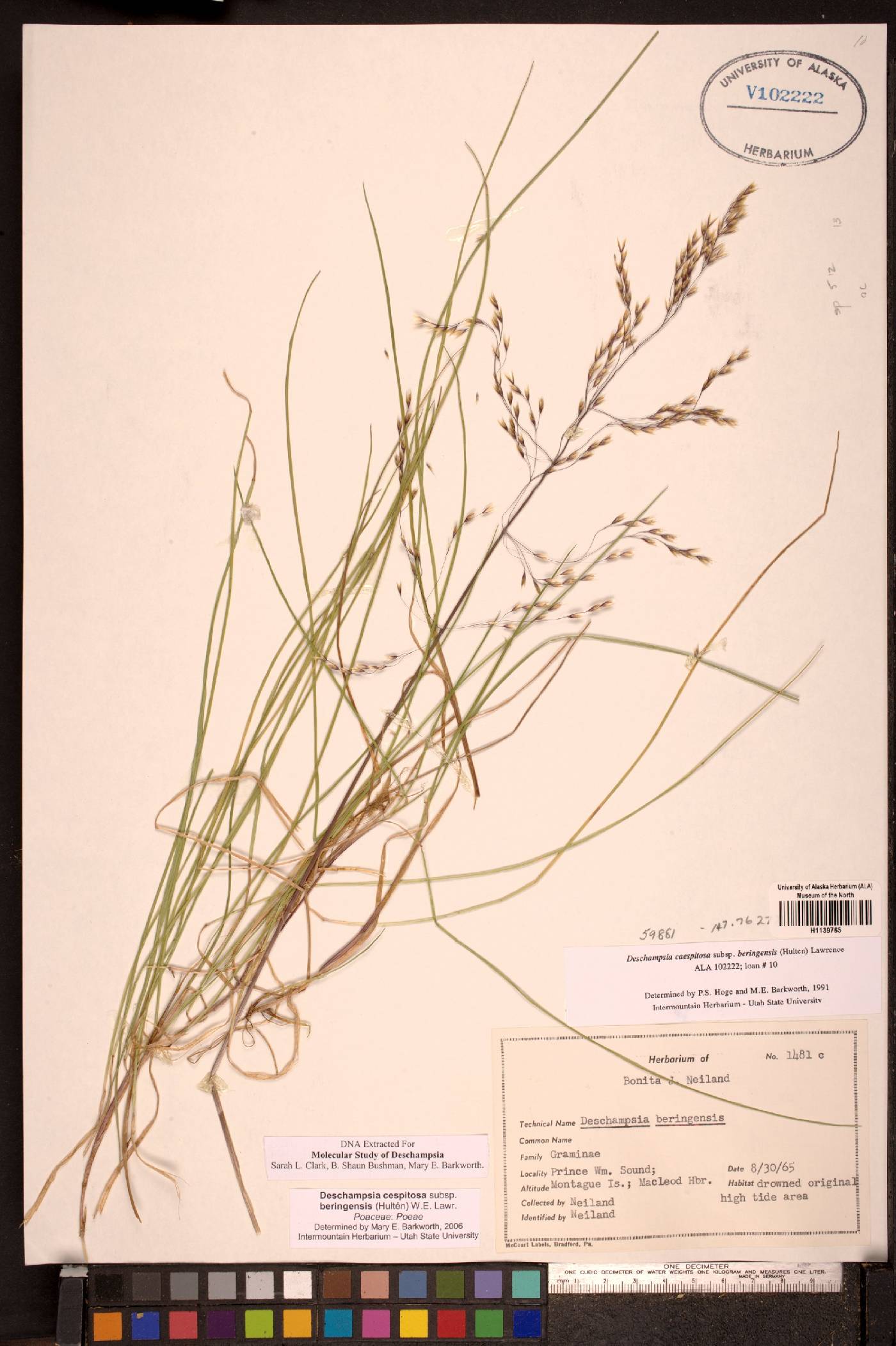 Deschampsia cespitosa subsp. beringensis image