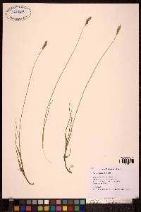 Carex praegracilis image