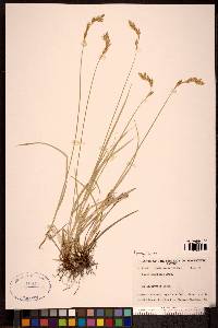 Carex praticola image