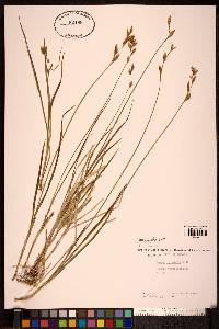 Carex praticola image