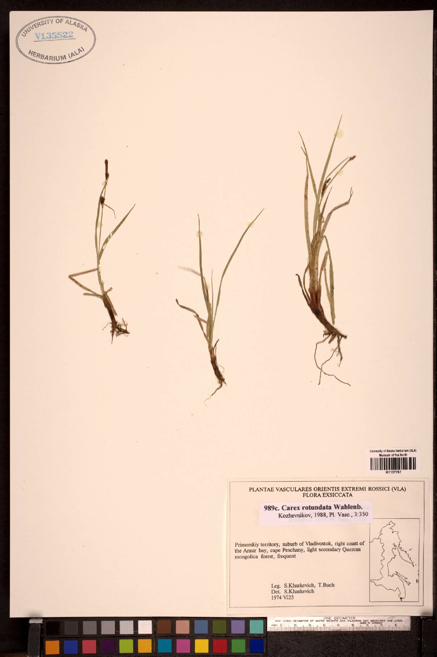 Carex rotundata image