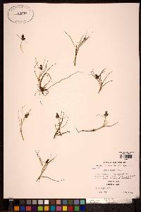 Carex rufina image
