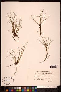Carex rufina image