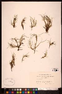 Carex rufina image