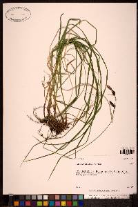 Carex macrochaeta image